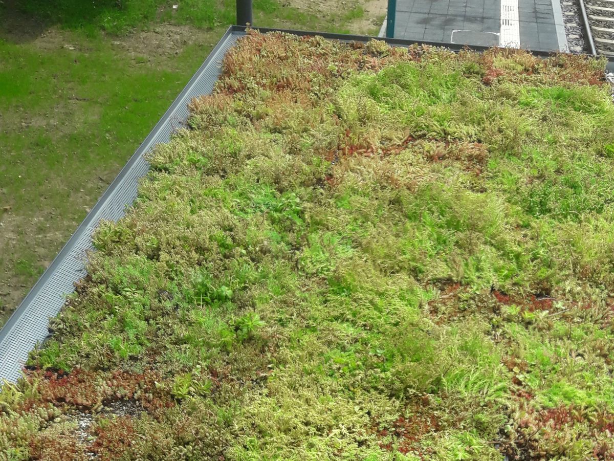 Eine Wartehalle mit Dachbegrünung